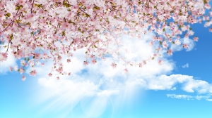 Cherry blossom on blue sky